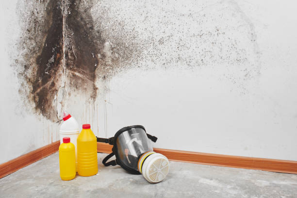 Best Mold Removal Company Near Me  in Ashland, CA
