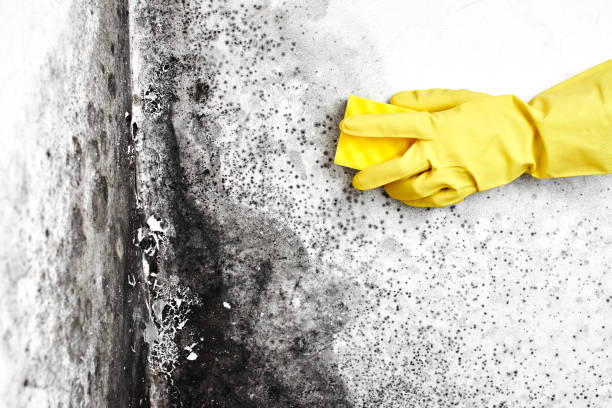 Attic Mold Removal in Ashland, CA