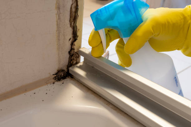 Best Black Mold Removal  in Ashland, CA