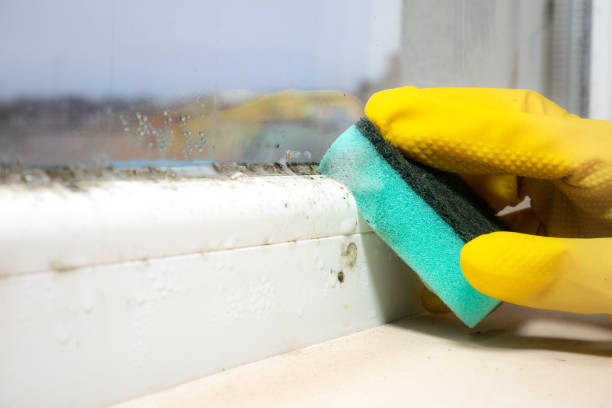 Best Mold Testing  in Ashland, CA