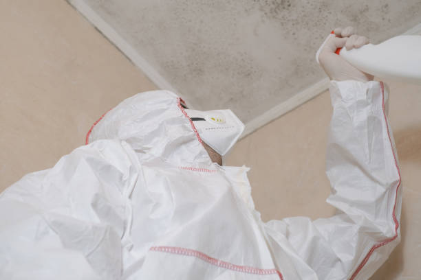 Reliable Ashland, CA Mold Removal Solutions