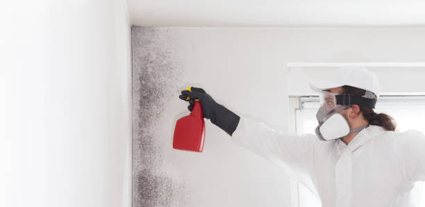 Best Crawl Space Mold Removal  in Ashland, CA
