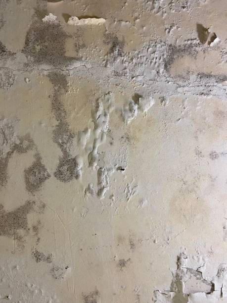 Best Toxic Mold Removal  in Ashland, CA