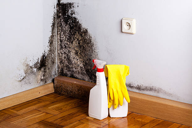 Best Attic Mold Removal  in Ashland, CA