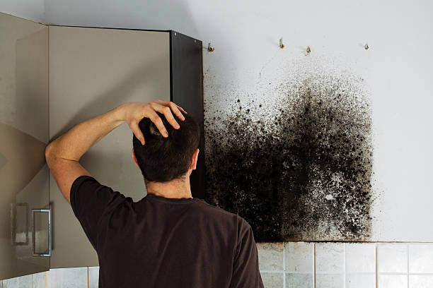 Best Mold Removal Near Me  in Ashland, CA