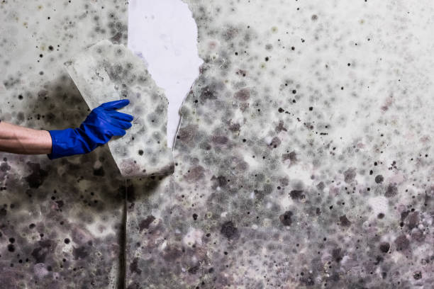 Best Same-Day Mold Removal  in Ashland, CA