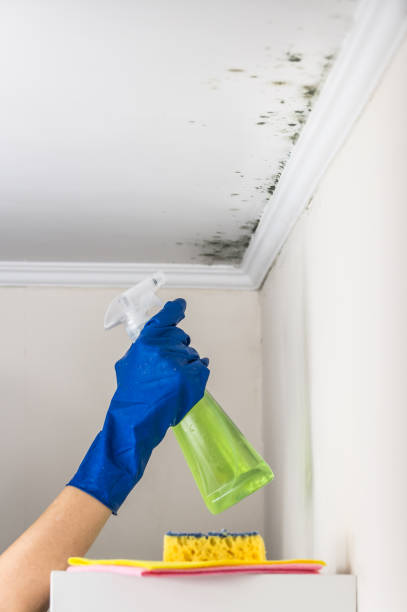 Best Mold Remediation Experts  in Ashland, CA