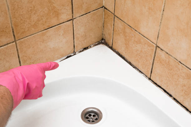 Best Home Mold Removal  in Ashland, CA